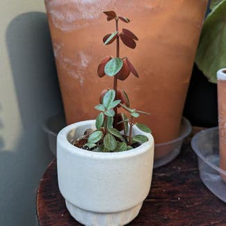 Peperomia Red Log plant in Des Moines, Iowa