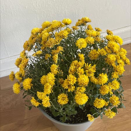 Photo of the plant species Butter Daisy by Civilcorn named Small sun on Greg, the plant care app