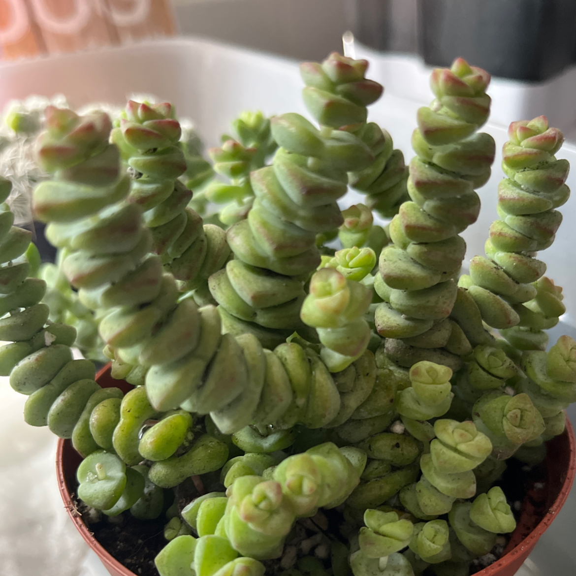 Photo of the plant species String of Buttons by @LimberPatchouli named Stacks on Greg, the plant care app