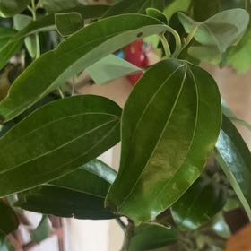 Photo of the plant species Cinnamon by @BriskGrapeivy named Planty on Greg, the plant care app