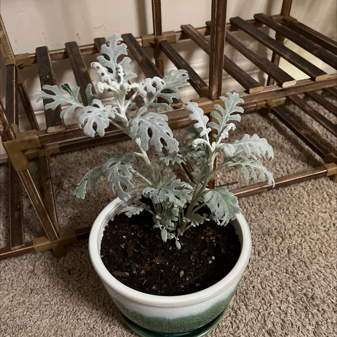 Potted Silver Ragwort plant with silvery-white leaves, placed indoors on a carpeted floor.