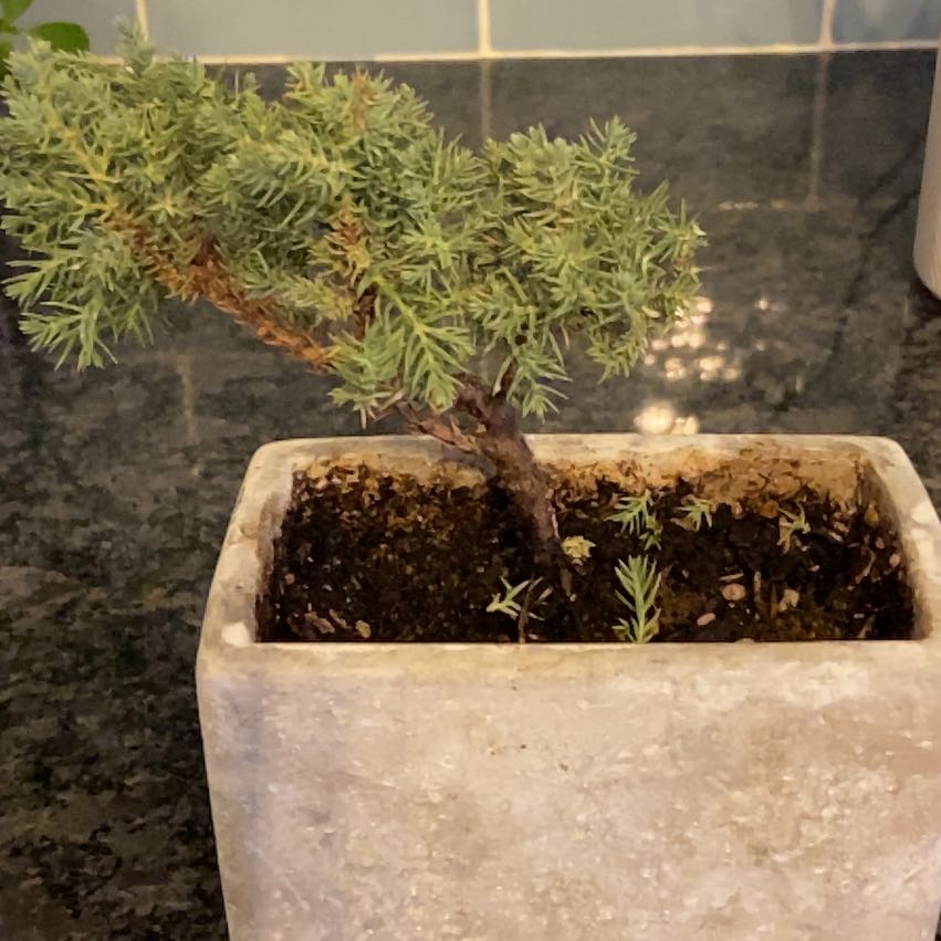 Potted American Juniper plant with green foliage in a rectangular pot.