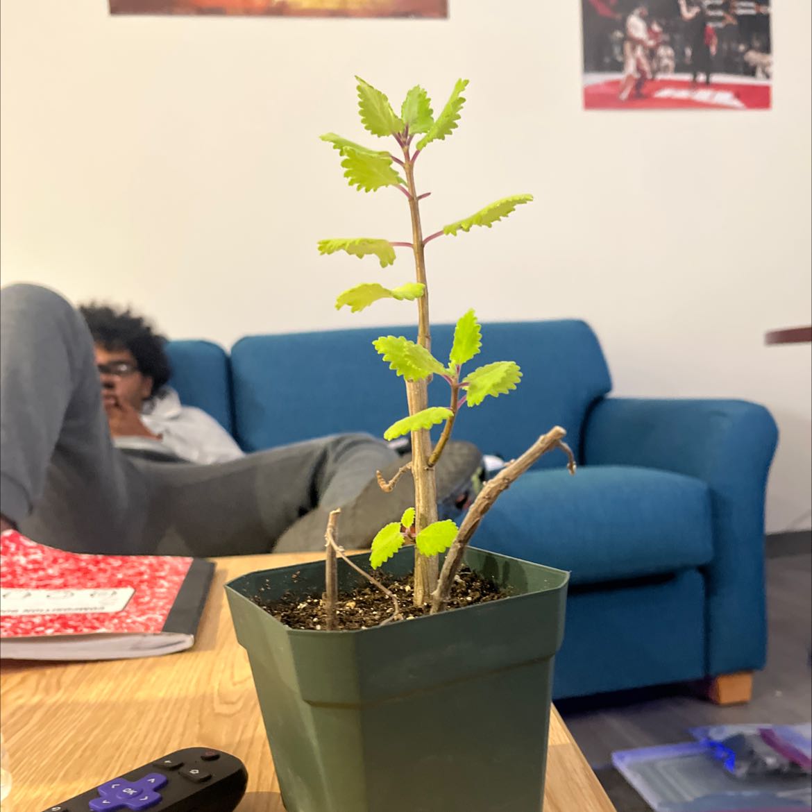 Photo of the plant species Gingerbush by @FirstDracopis named Gingersnap on Greg, the plant care app
