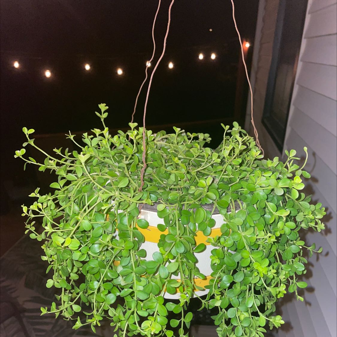 Photo of the plant species Isabella Peperomia by @disbelulu named Bella on Greg, the plant care app