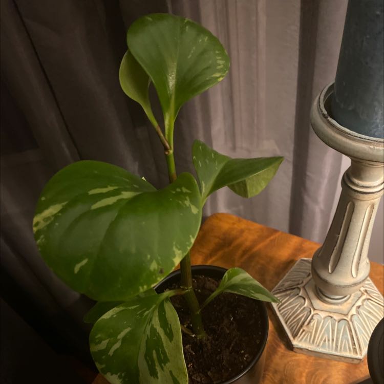 Marble Peperomia plant in a pot on a wooden surface with a candle holder in the background.