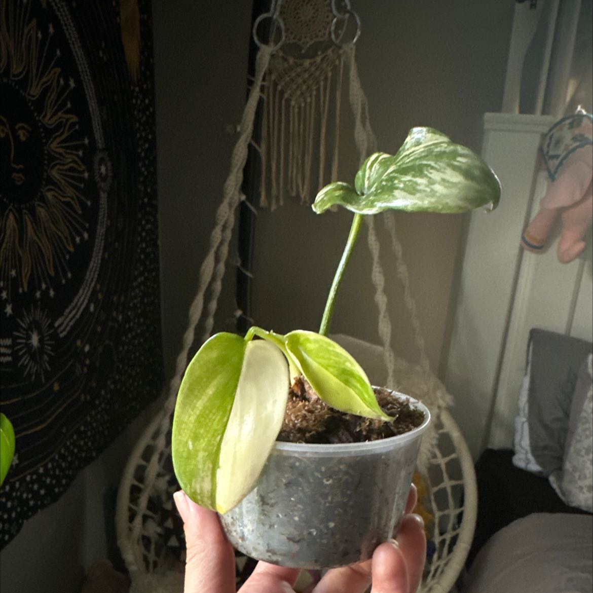 Variegated Philodendron in a small pot with some yellowing leaves, held by a hand.
