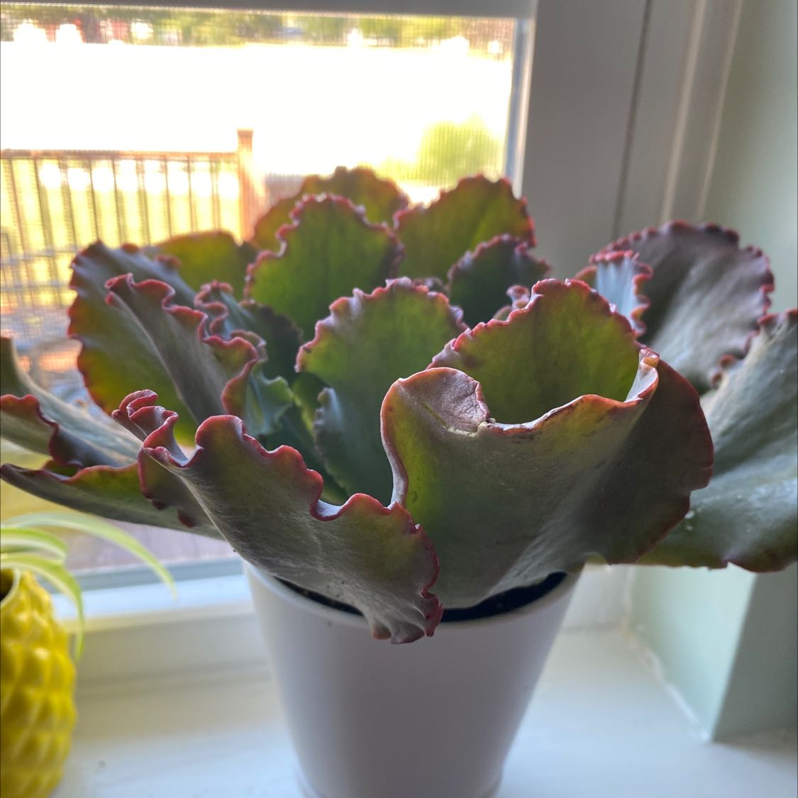 Photo of the plant species Echeveria 'Blue Curls' by @BuoyantDamiana named Blue curls on Greg, the plant care app