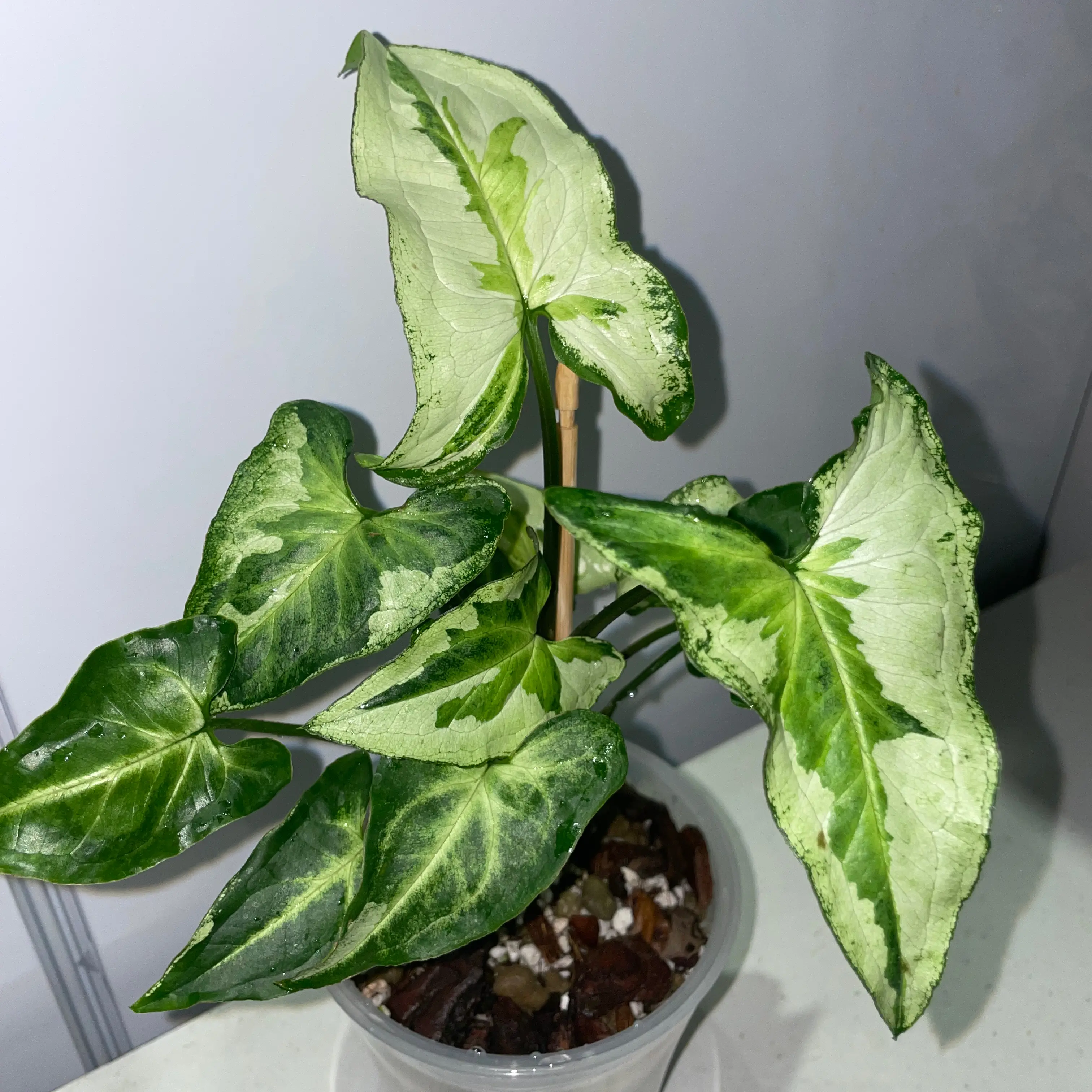Three Kings Syngonium plant with variegated leaves in a pot, soil visible.