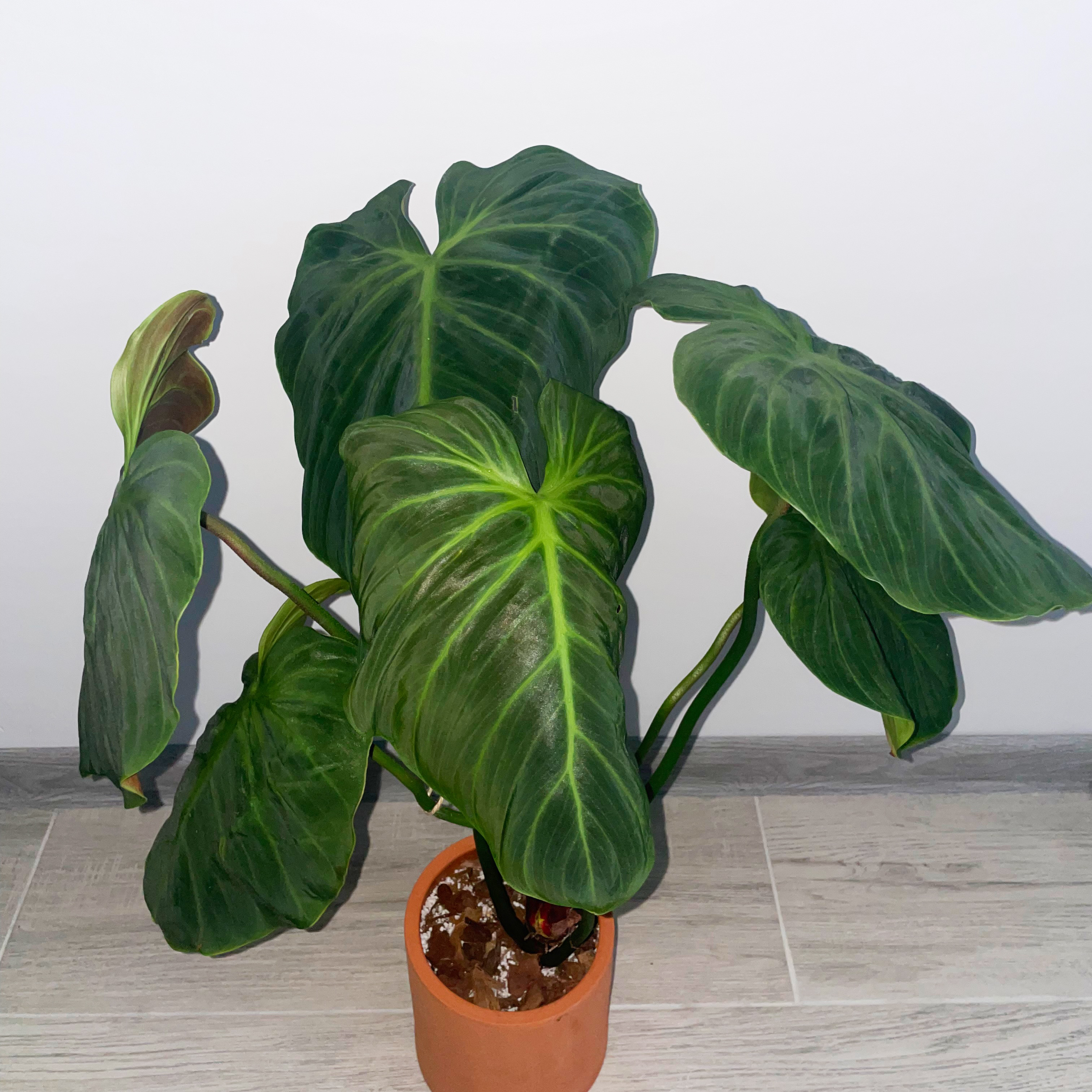 Philodendron El Choco Red plant with large, dark green leaves in a pot.