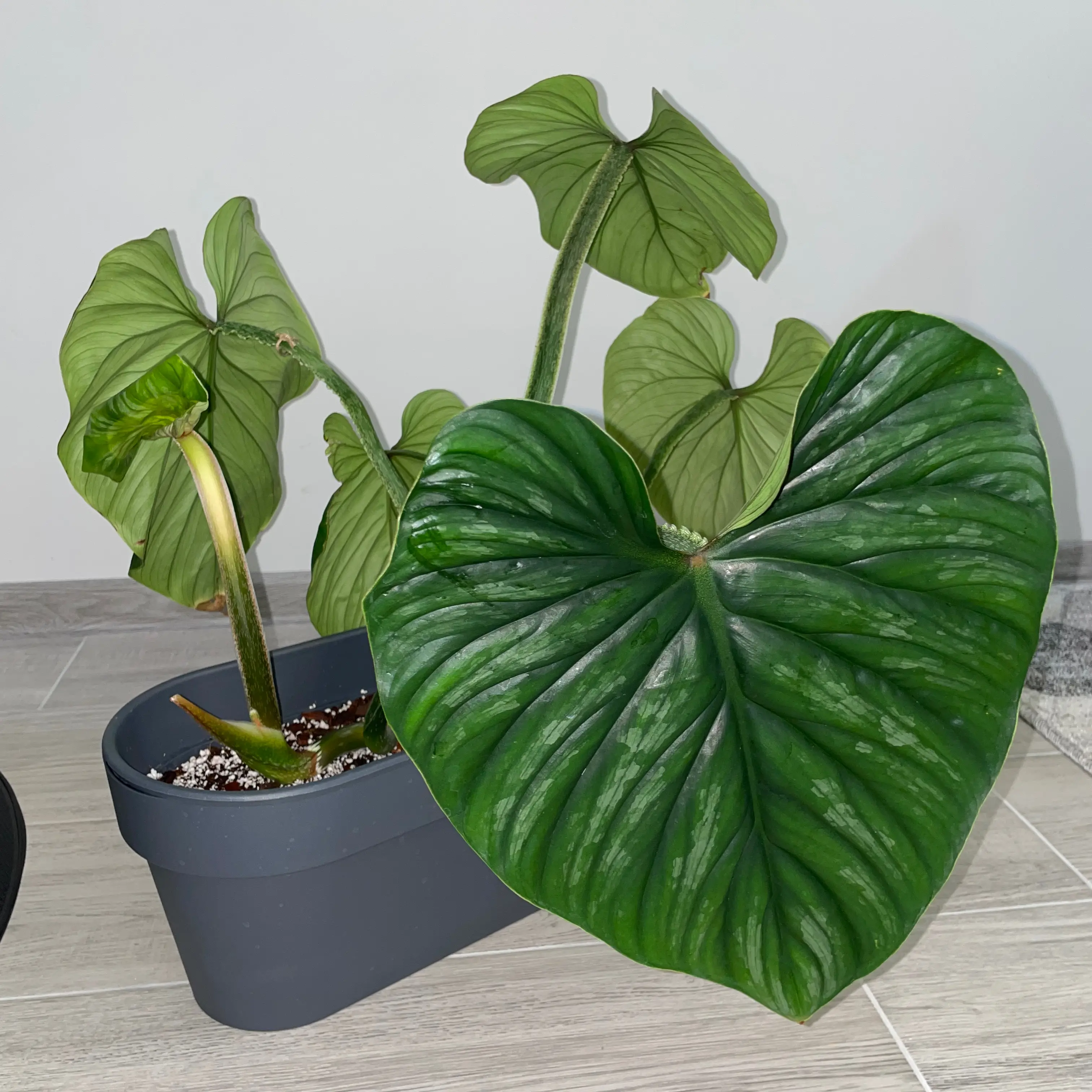 Philodendron plowmanii plant in a pot with large, healthy green leaves.