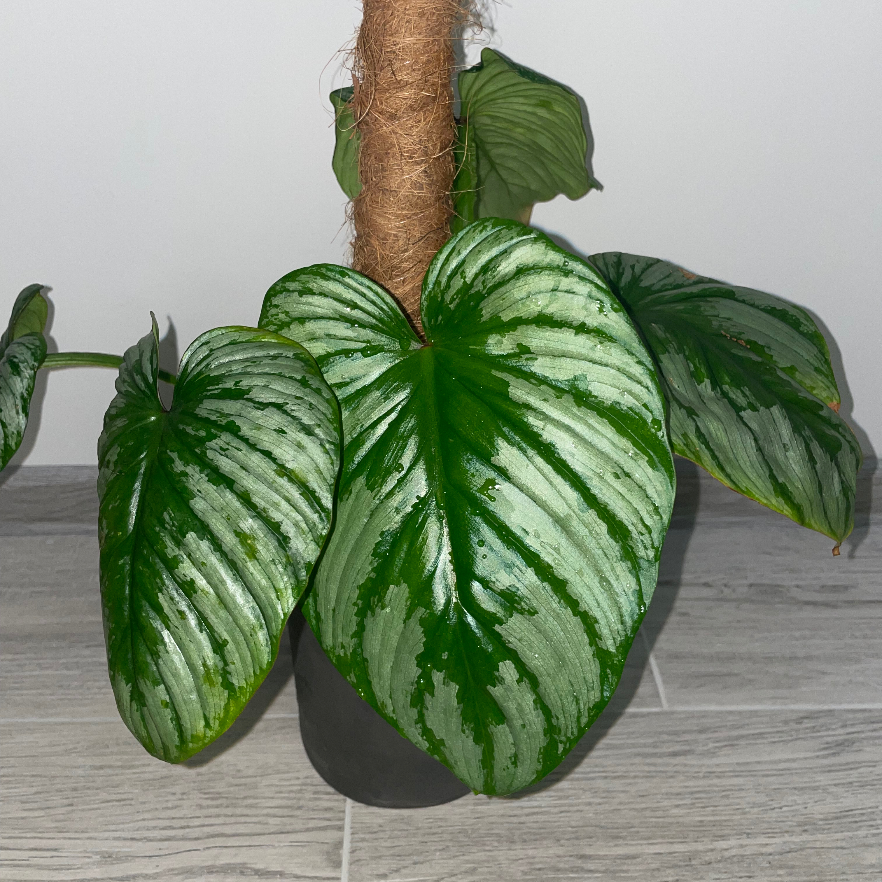 Philodendron mamei plant with large, healthy green leaves featuring silver markings.
