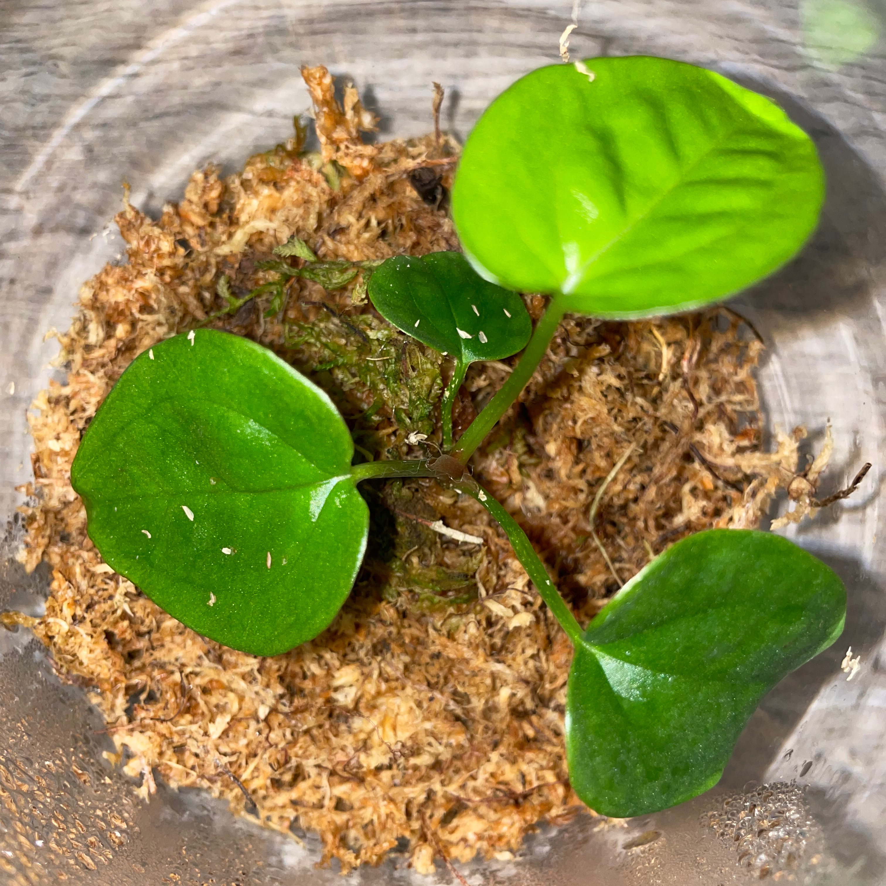 Anthurium Luxurians plant with vibrant green leaves in well-maintained soil.
