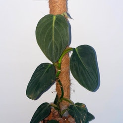 Philodendron gigas plant