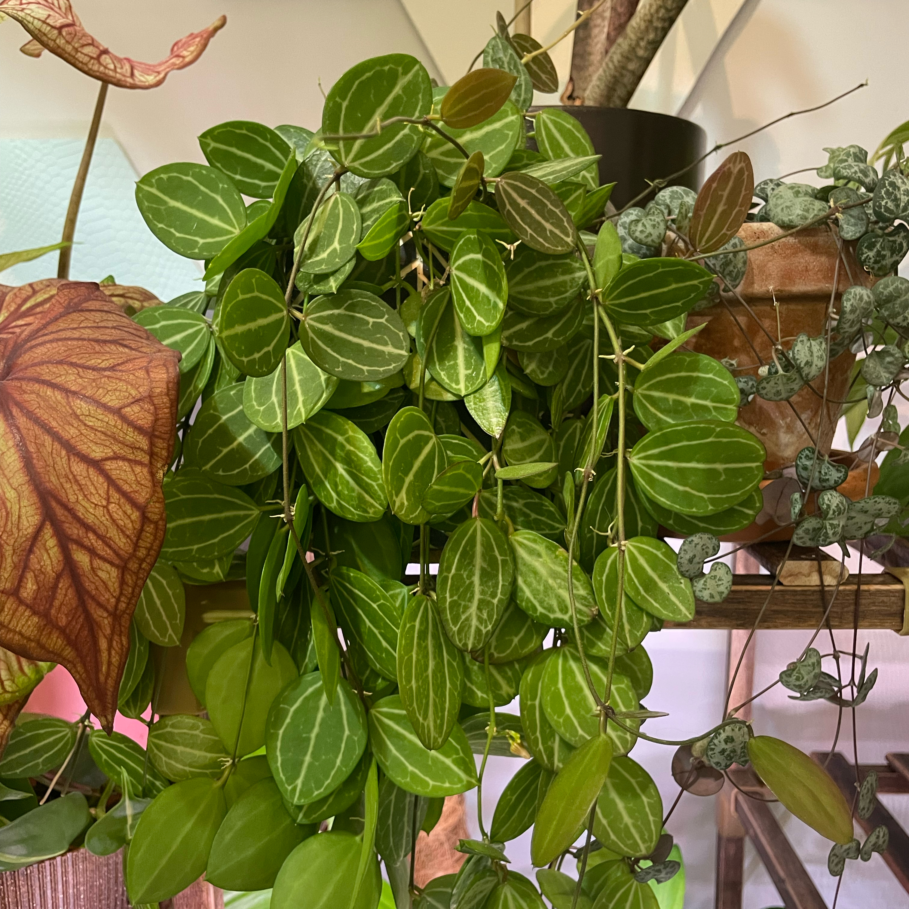 Healthy Watermelon Dischidia plant with vibrant green leaves and white veins, well-framed and in focus.