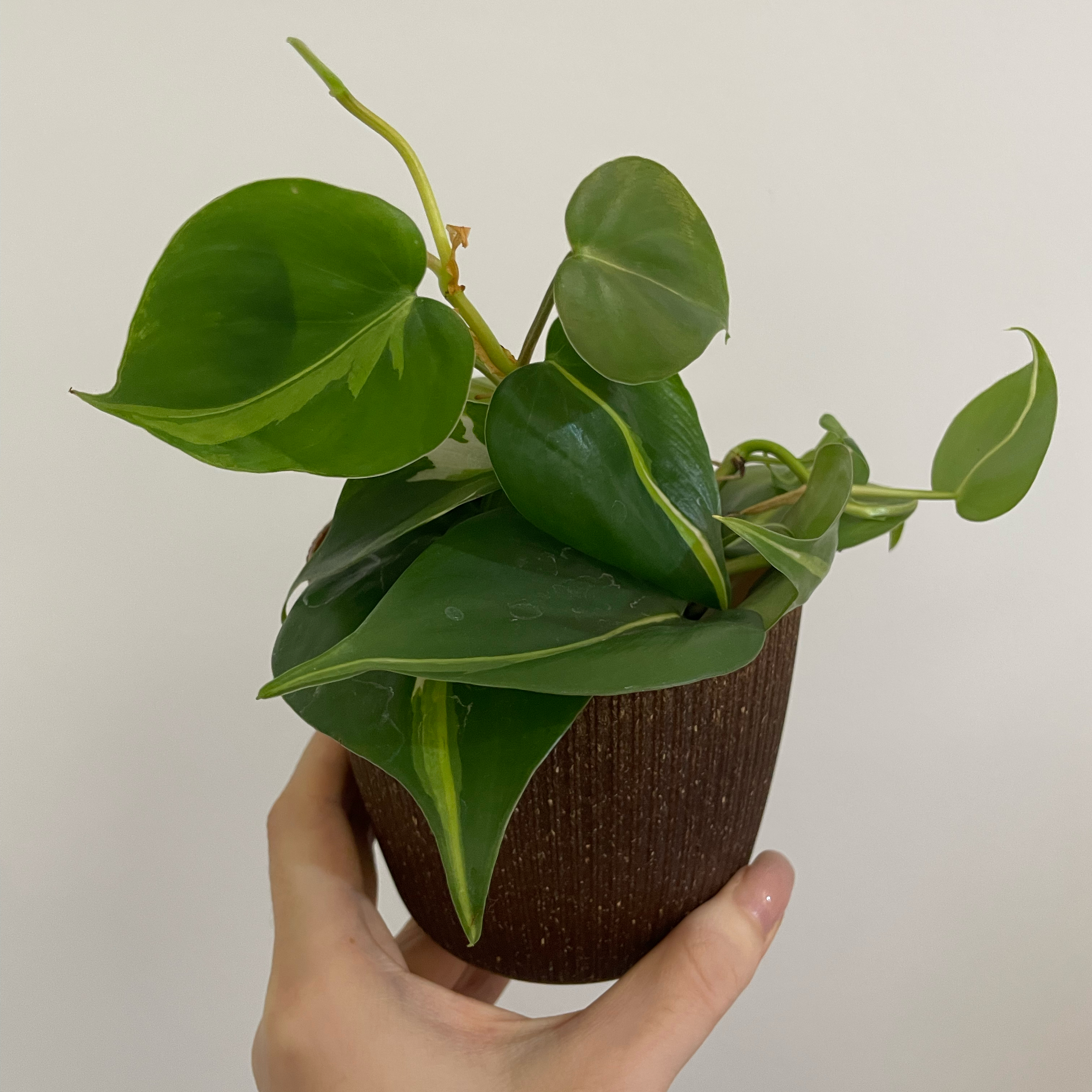 Philodendron 'Cream Splash' plant in a small pot held by a hand.
