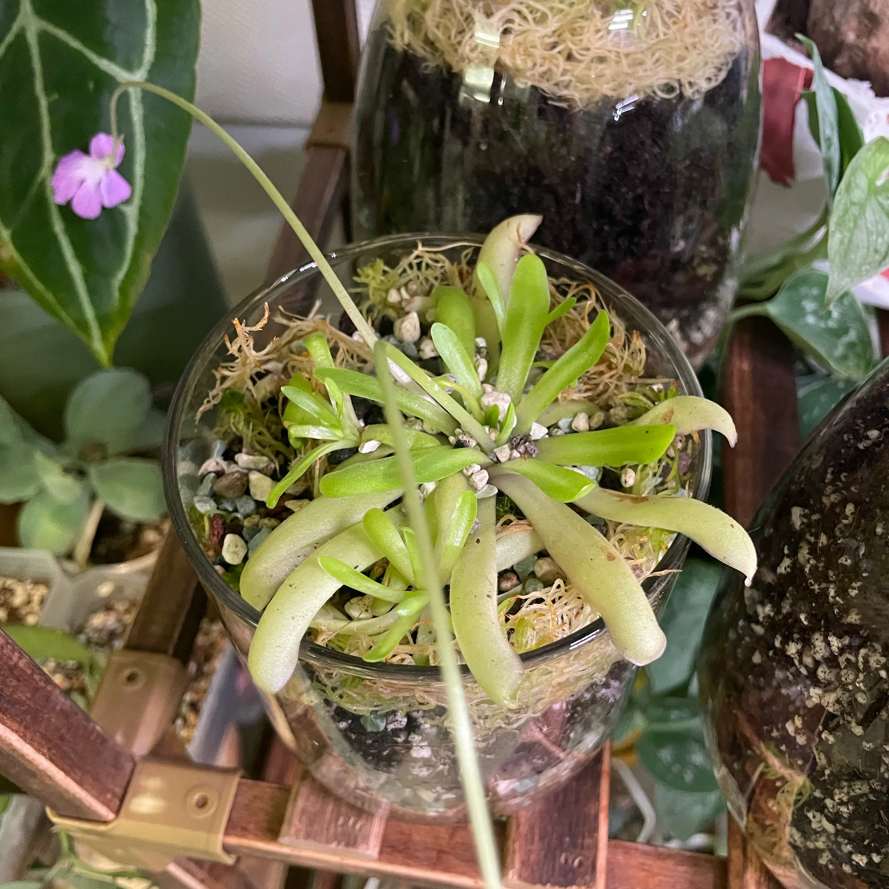 Photo of the plant species Pinguicula 'Anna' by @dan. named Pinguicula on Greg, the plant care app
