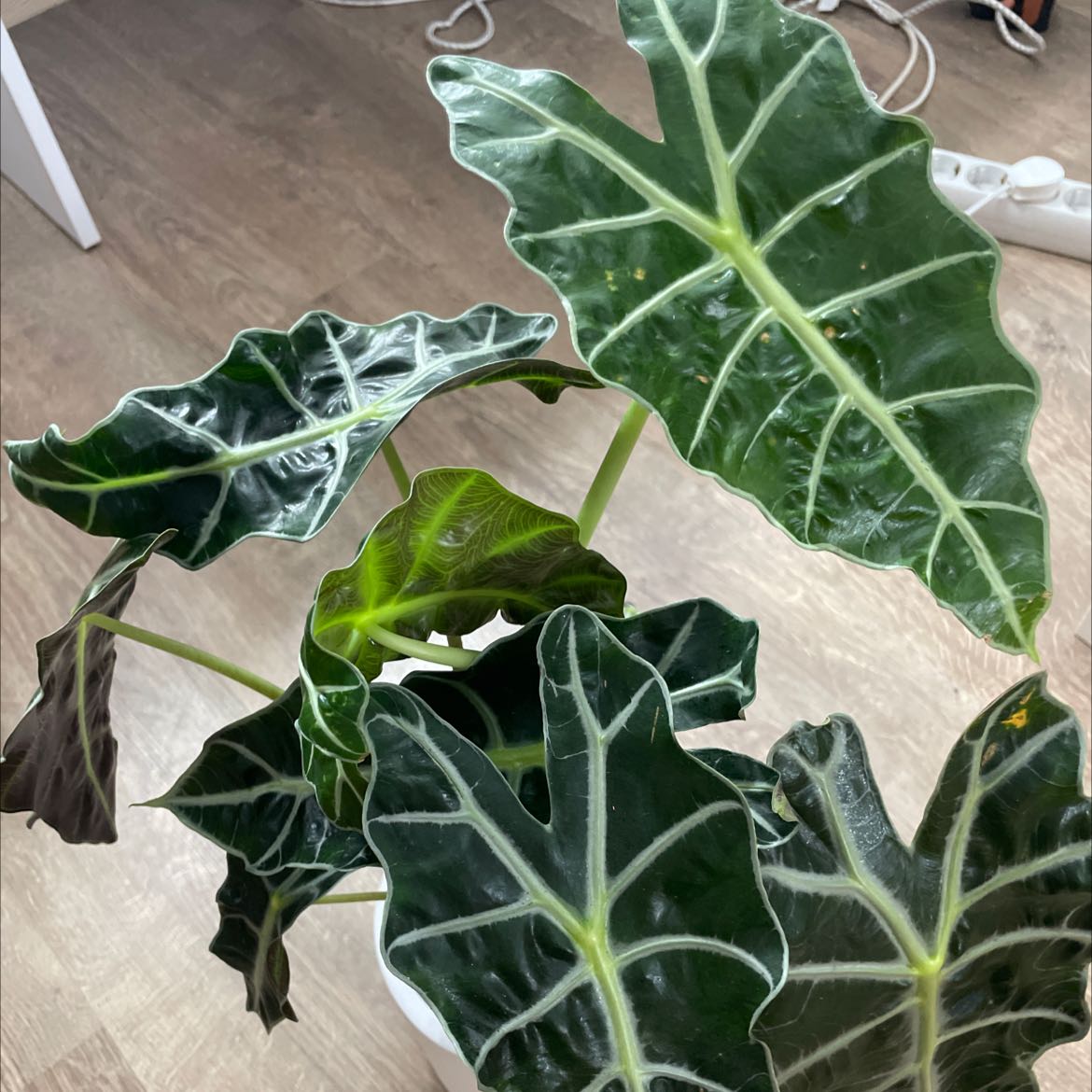 Photo of the plant species Alocasia Polly Plant by @dan. named Alocasia Polly on Greg, the plant care app
