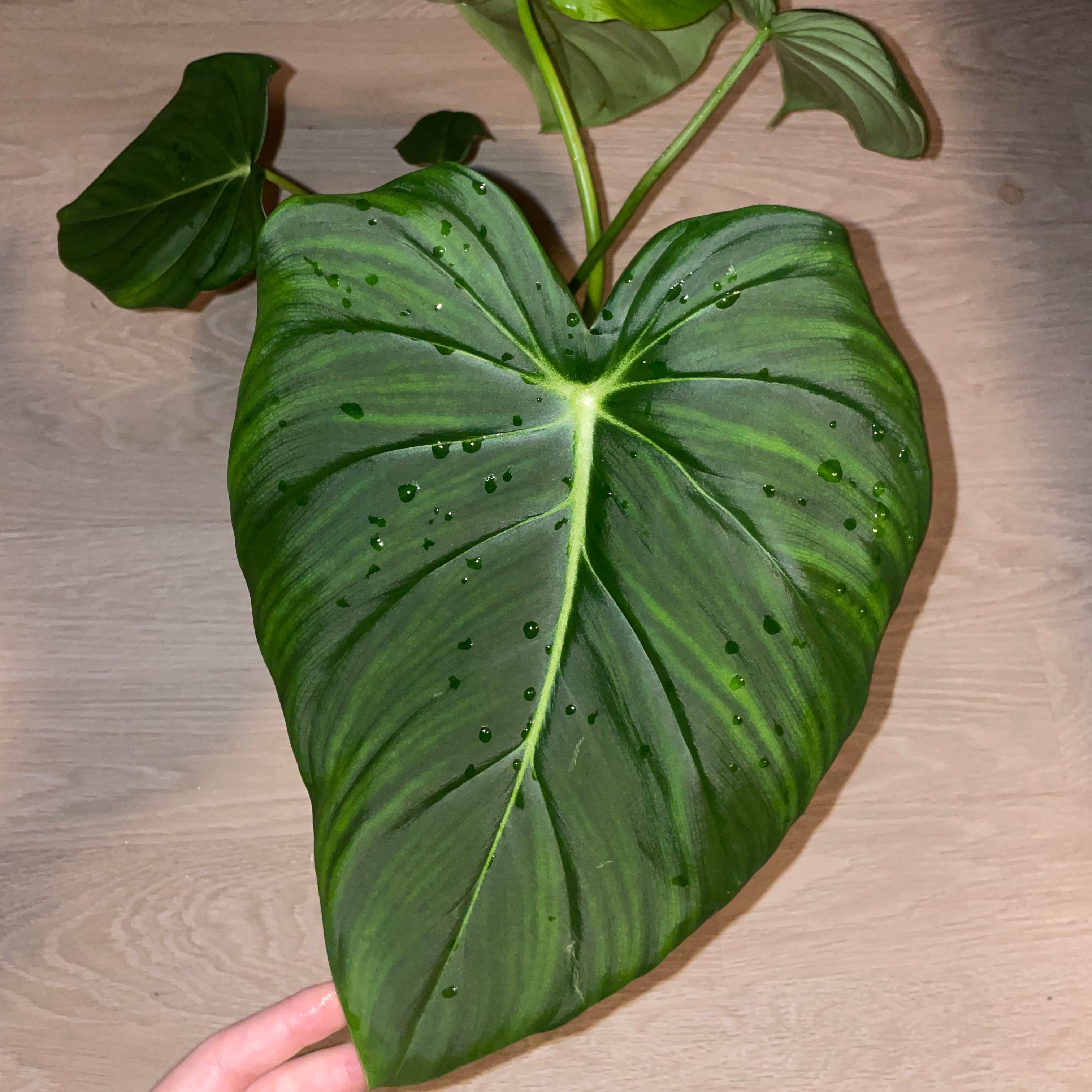 Philodendron Pastazanum with a large, healthy green leaf held by a hand.