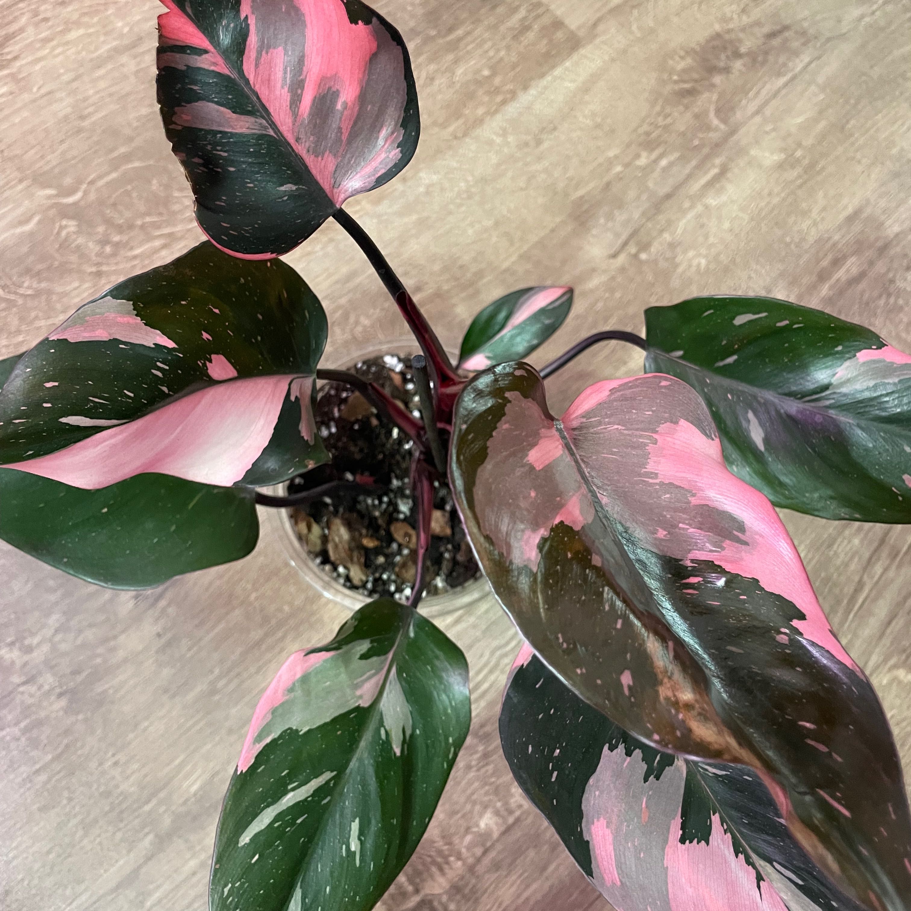 Photo of the plant species Pink Princess Philodendron by @dan. named Philodendron Pink Princess on Greg, the plant care app