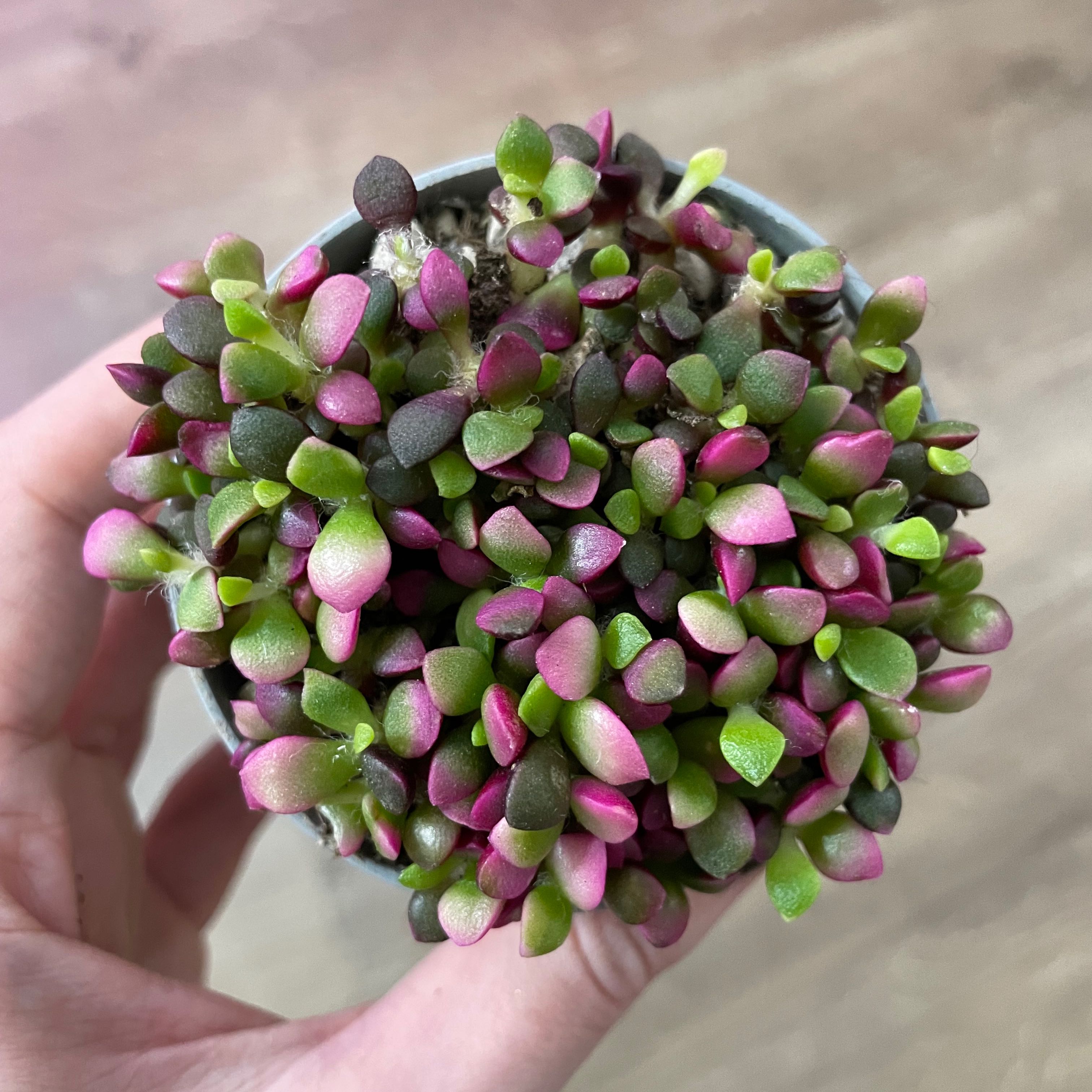 Photo of the plant species Sand Rose by @dan. named Gregarious on Greg, the plant care app