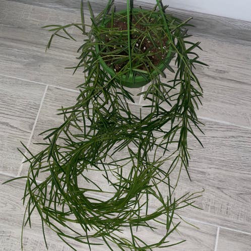 Hoya Ripsalis | A plant by @dan. on Greg