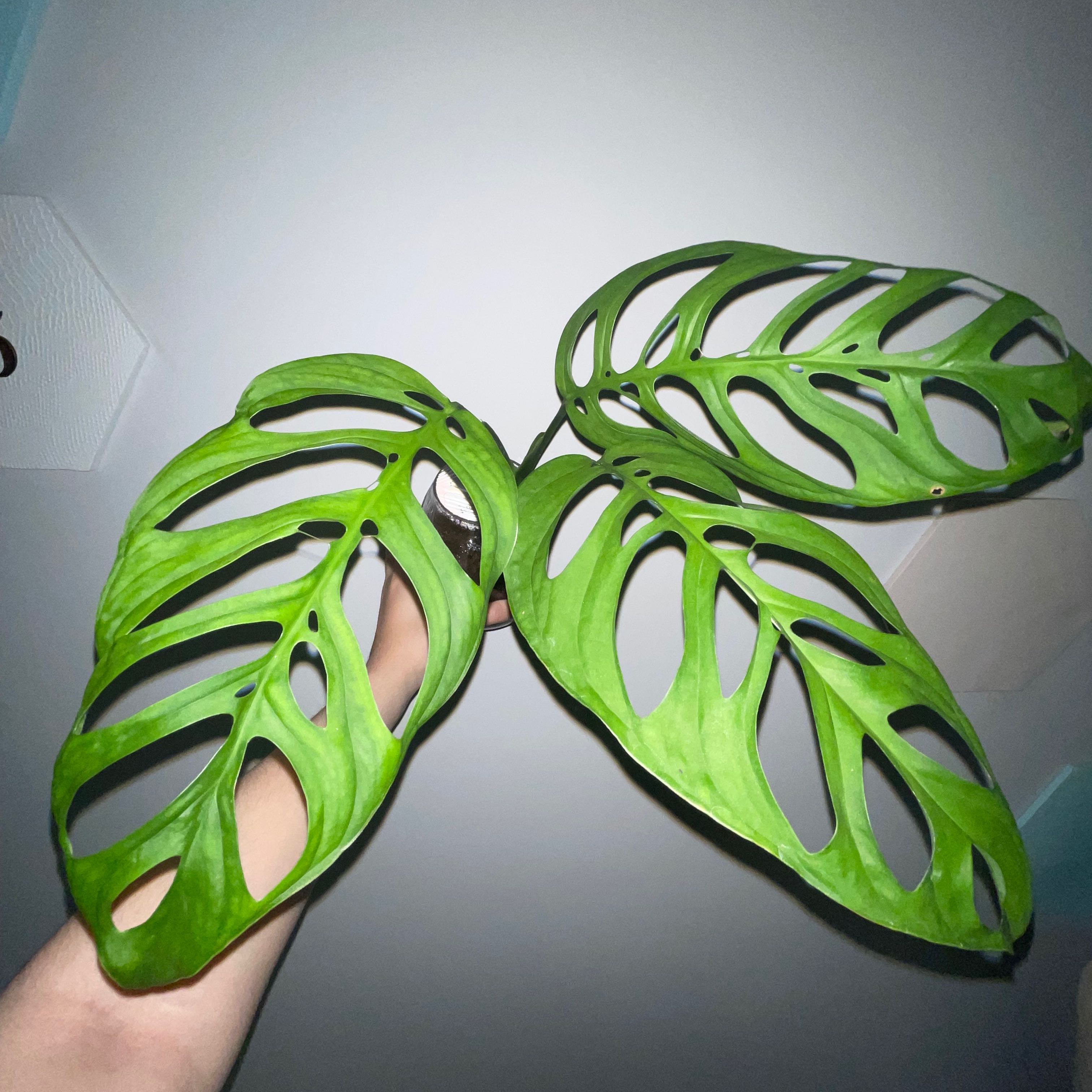 Monstera esqueleto plant with three large, fenestrated leaves held by a hand.