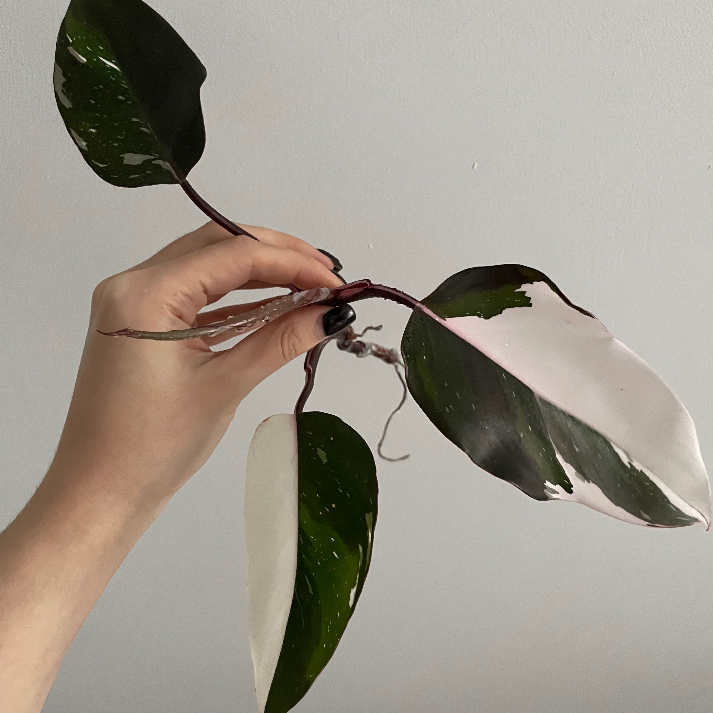 Philodendron Red Anderson plant with variegated leaves held by a hand.