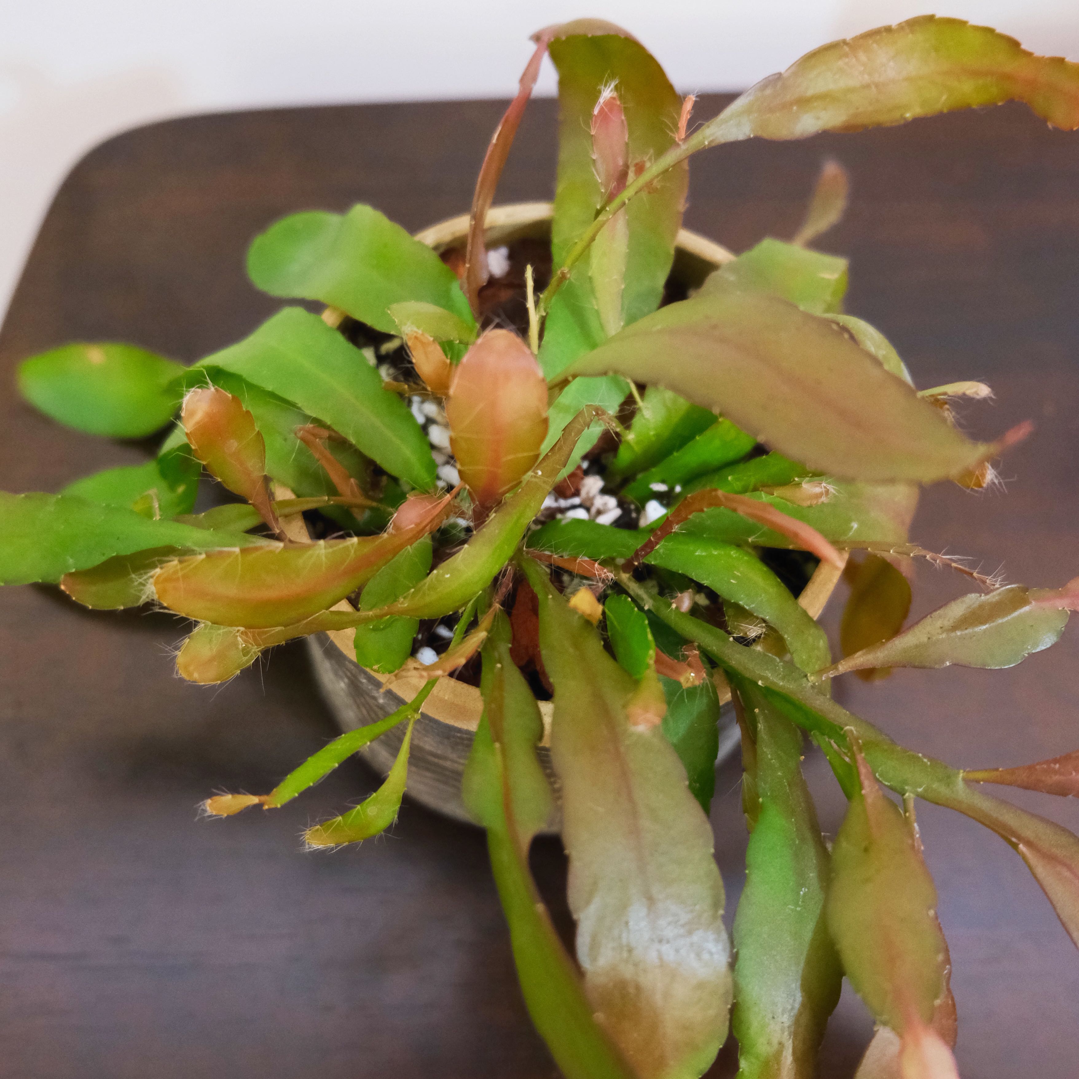 Photo of the plant species Red Coral Rhipsalis by @dan. named Rhipsalis Ramulosa on Greg, the plant care app