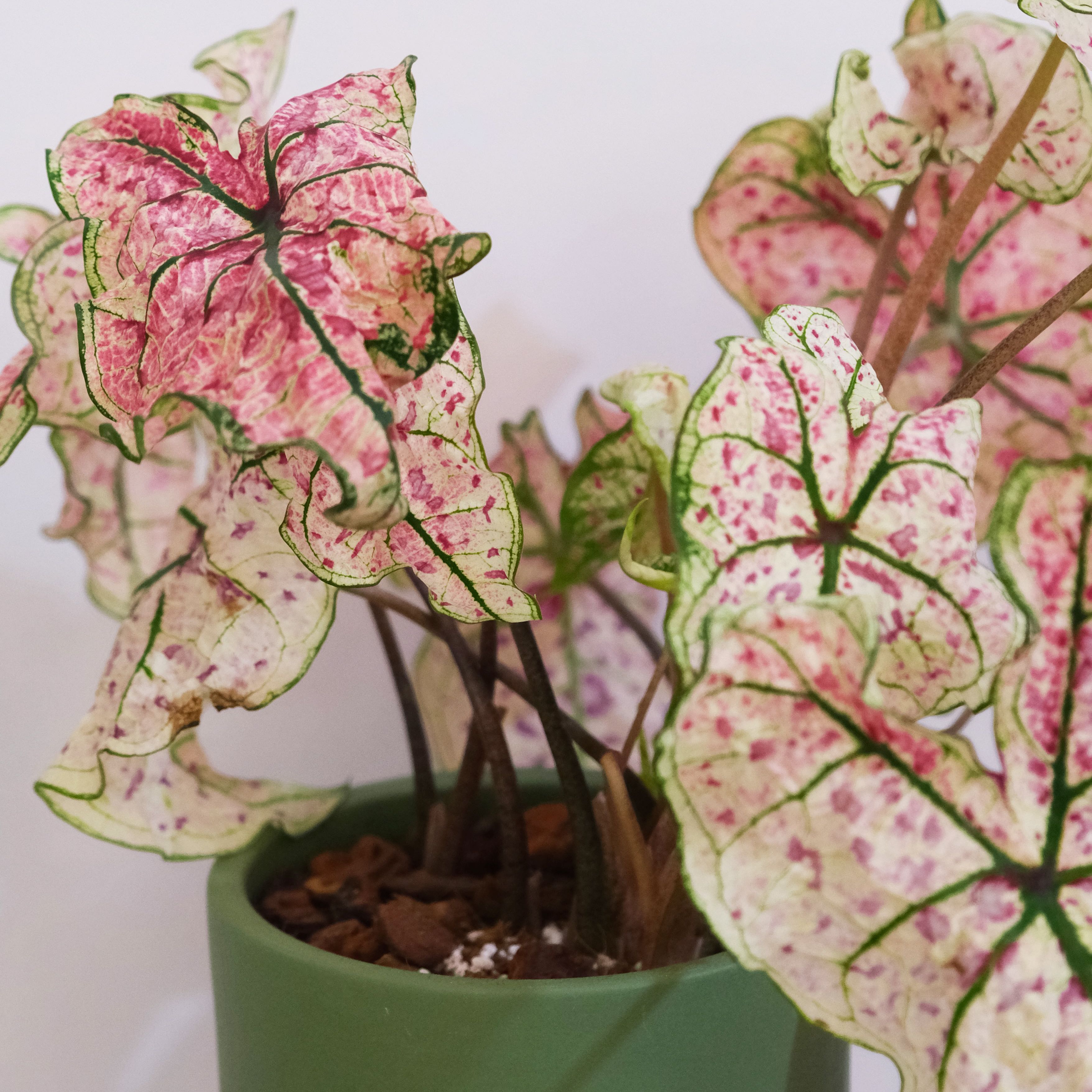 Photo of the plant species Splash of Wine Caladium by @dan. named Caladium Splash of Wine on Greg, the plant care app