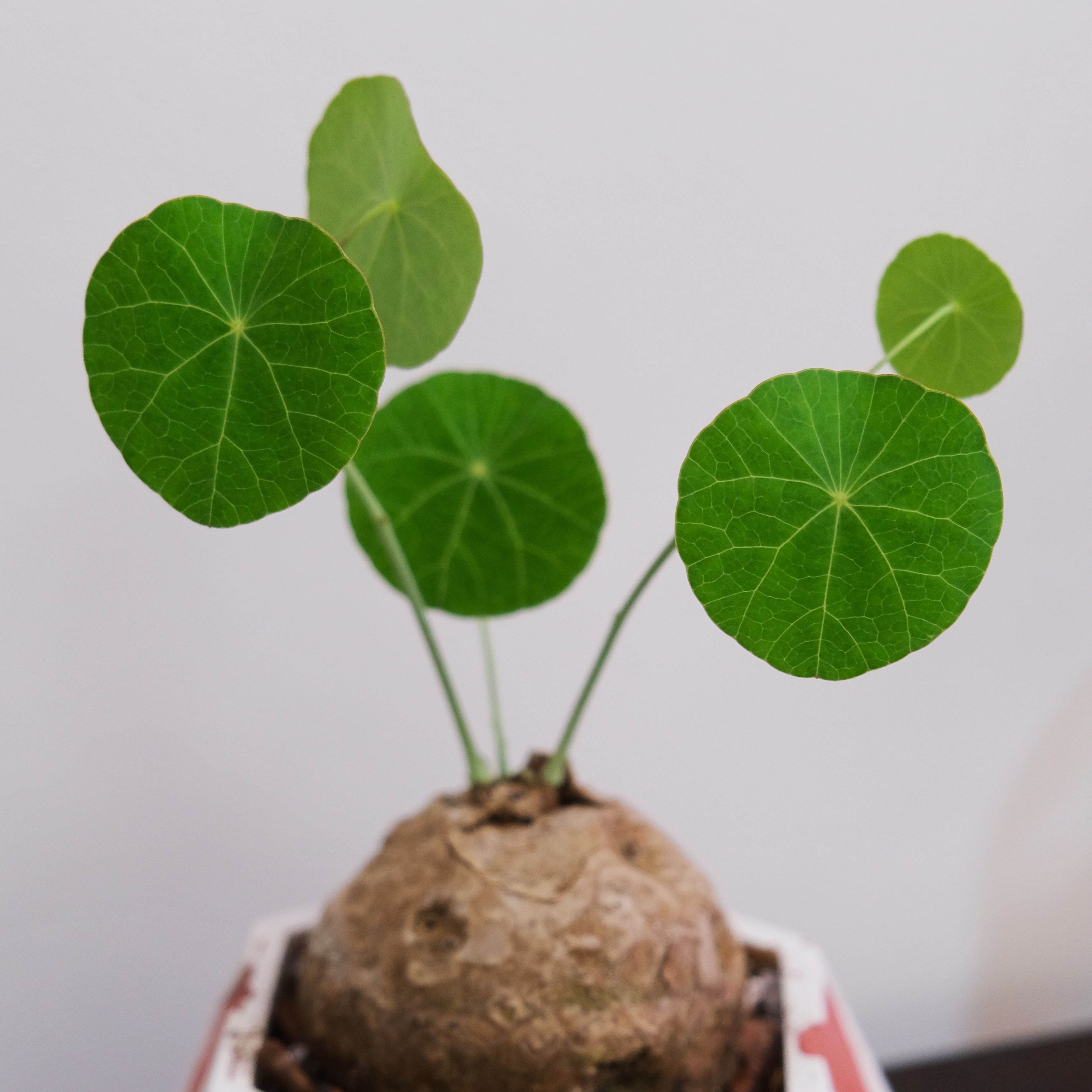 Photo of the plant species Climbing Rock Plant by @dan. named Stephania Erecta on Greg, the plant care app
