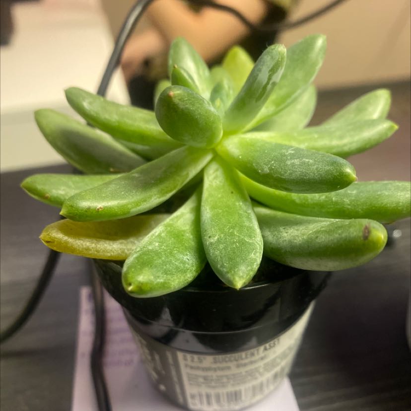 Pachyphytum 'Starburst' succulent in a small black pot with slight yellowing at the leaf tips.