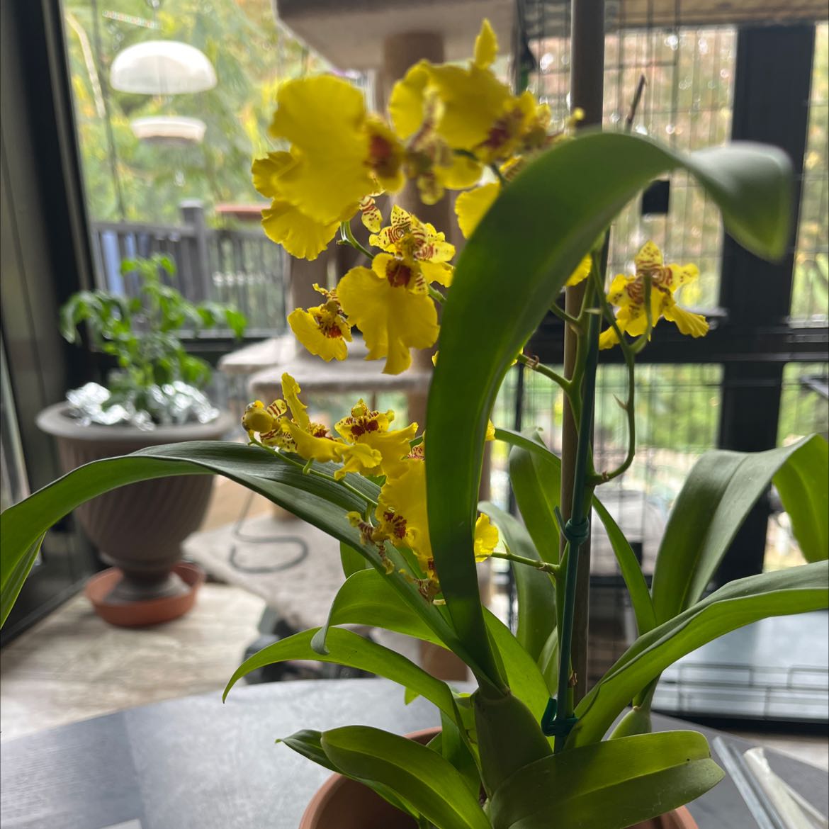 Dancing-Lady Orchid with vibrant yellow flowers in a pot, background includes another plant.