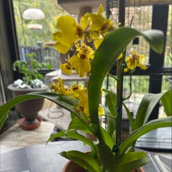 Dancing-Lady Orchid plant