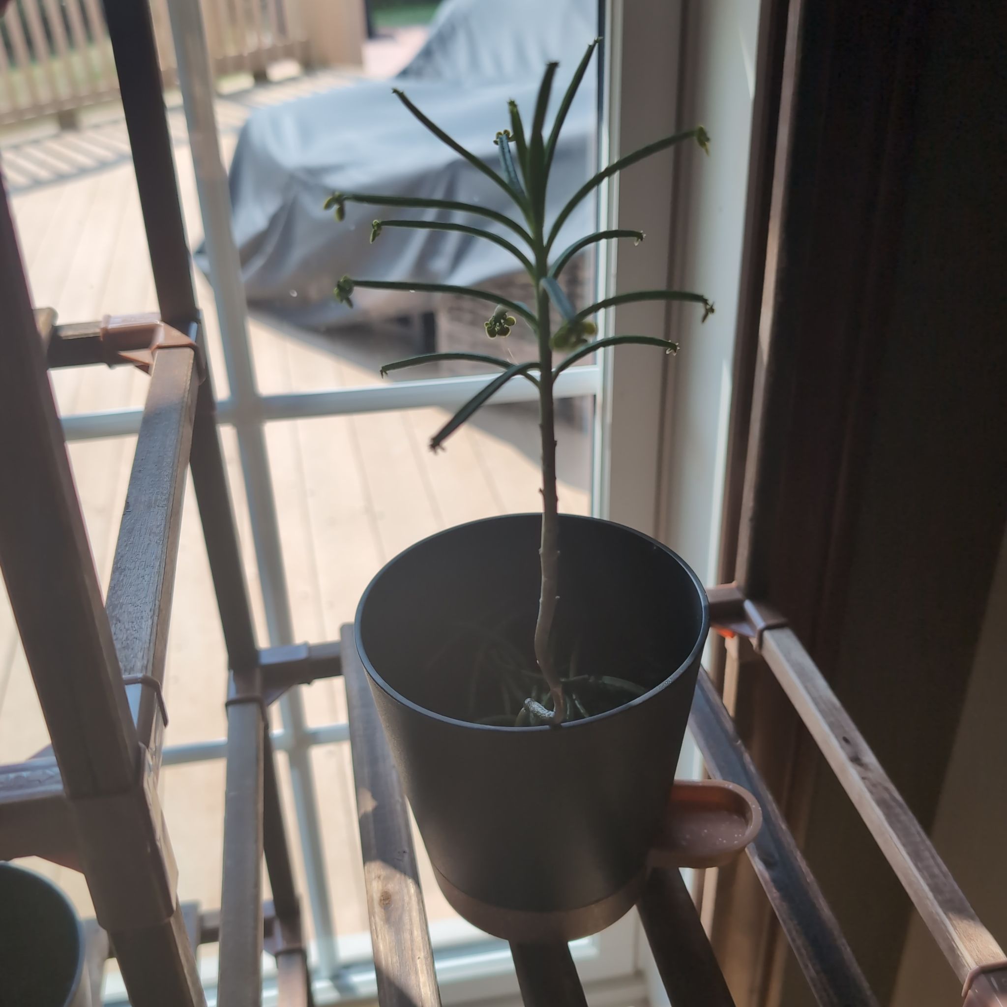 Photo of the plant species Kalanchoe 'Spider' by @tricky named Sigmund on Greg, the plant care app