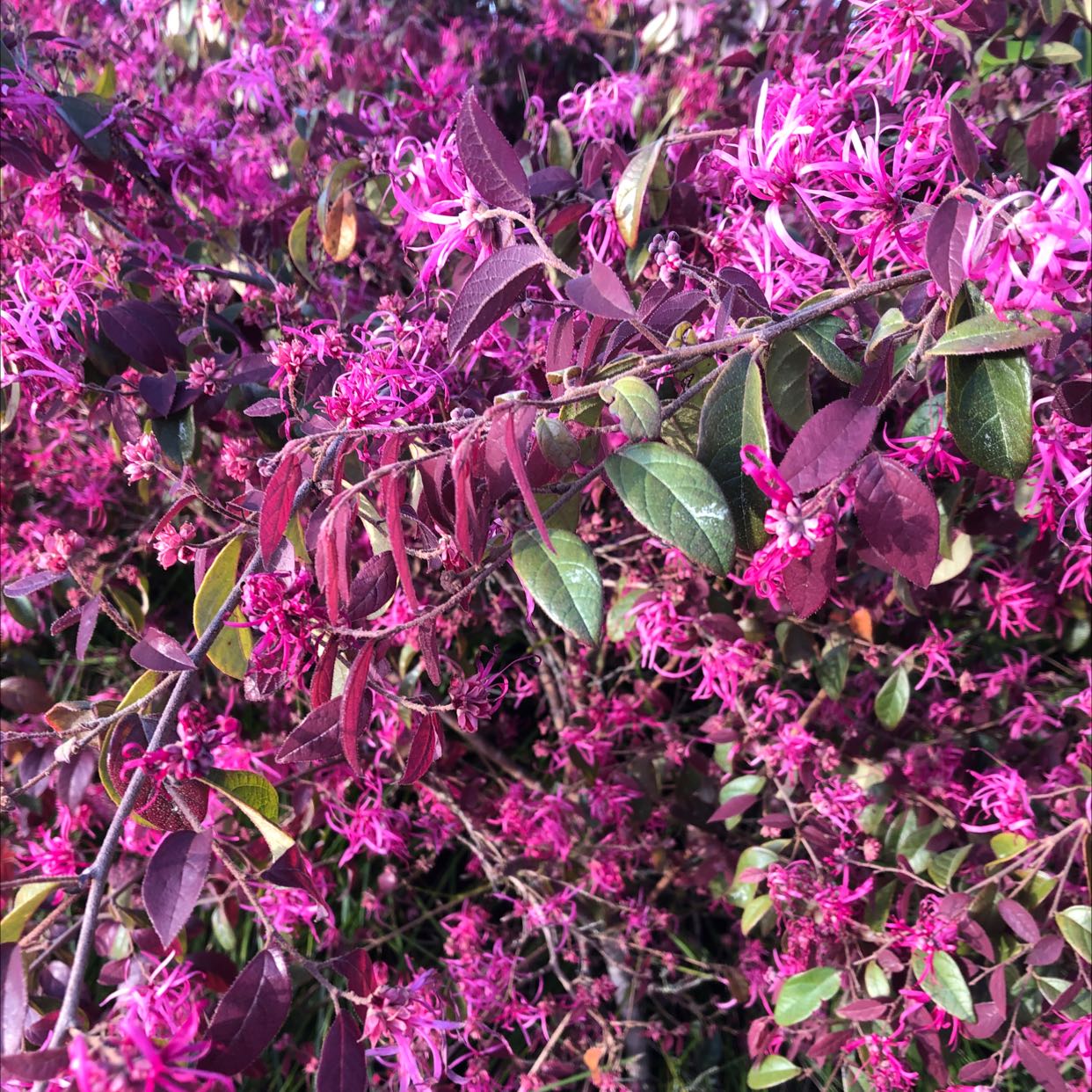 Plant care for Crimson fire loropetalum on Greg, the plant care app