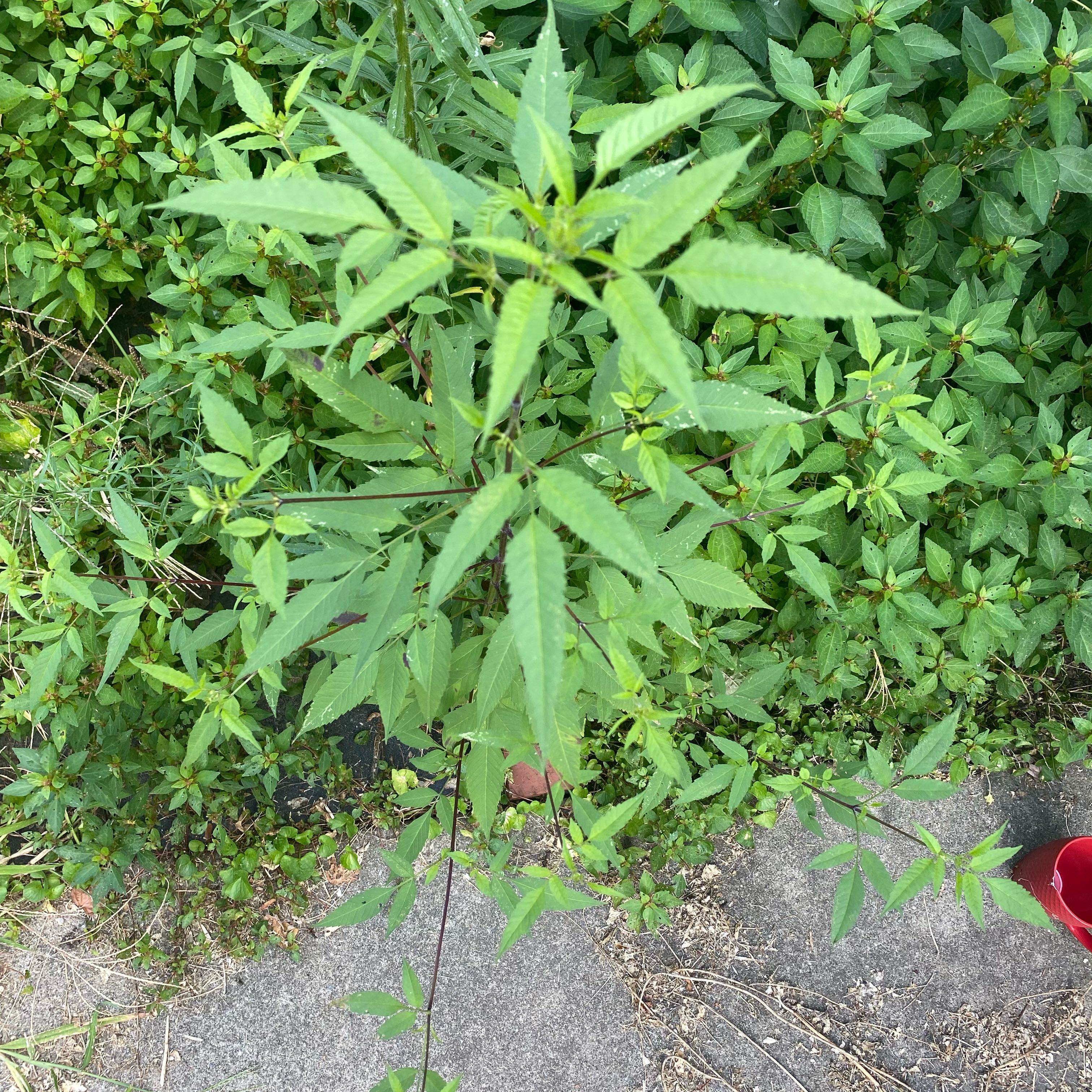 Photo of the plant species Devil's Beggartick by @TheirGoToForCO2 named Harper on Greg, the plant care app