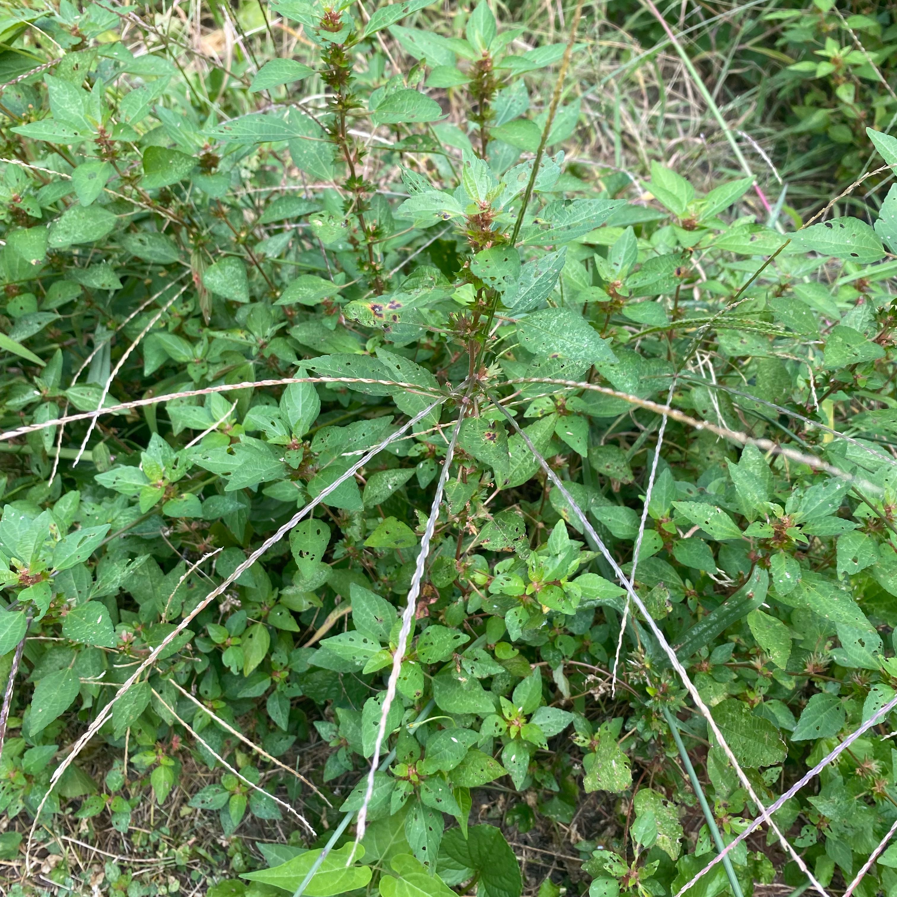 Photo of the plant species Parietaria Judaica by @TheirGoToForCO2 named Coco on Greg, the plant care app