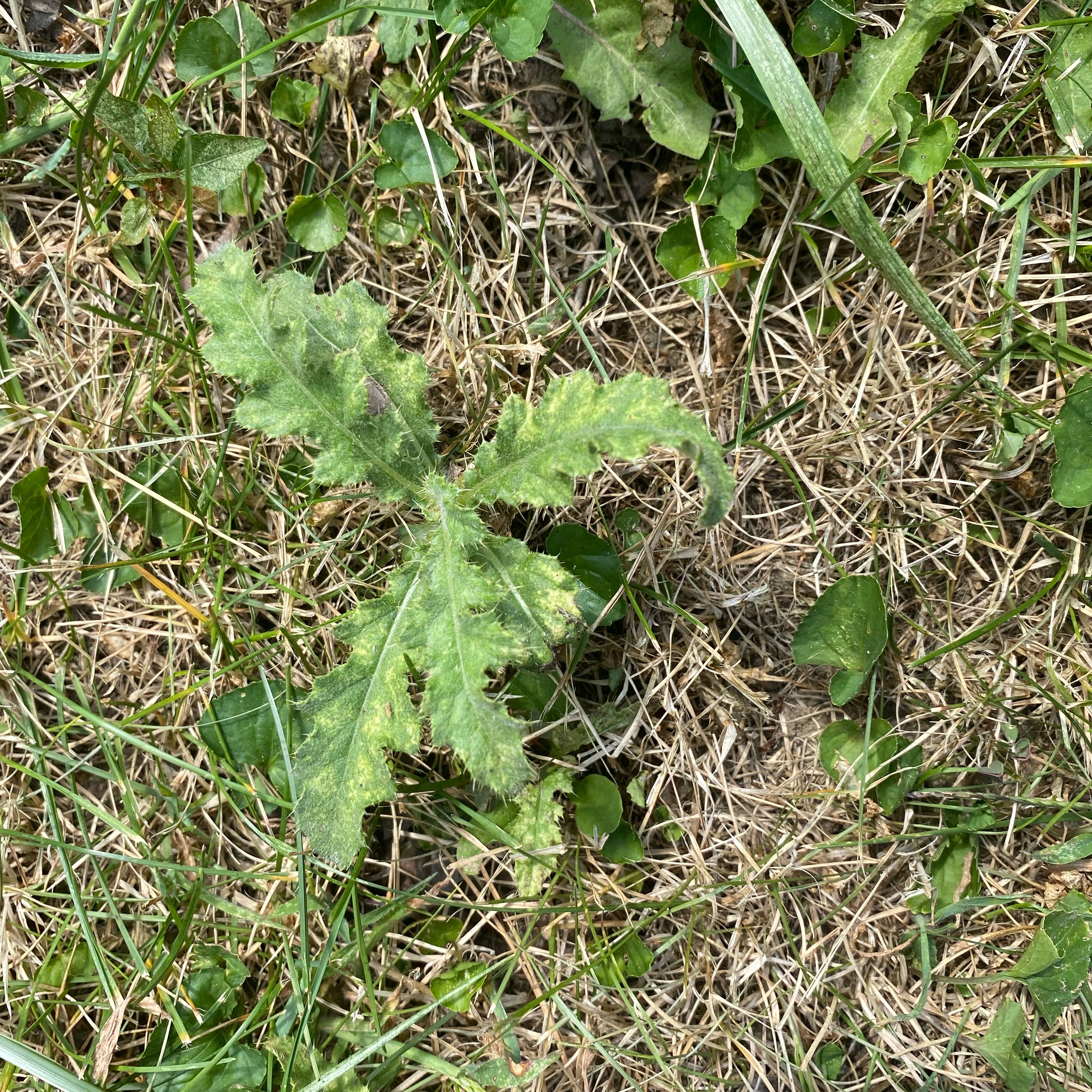 Photo of the plant species Canada Thistle by @TheirGoToForCO2 named Forrest on Greg, the plant care app
