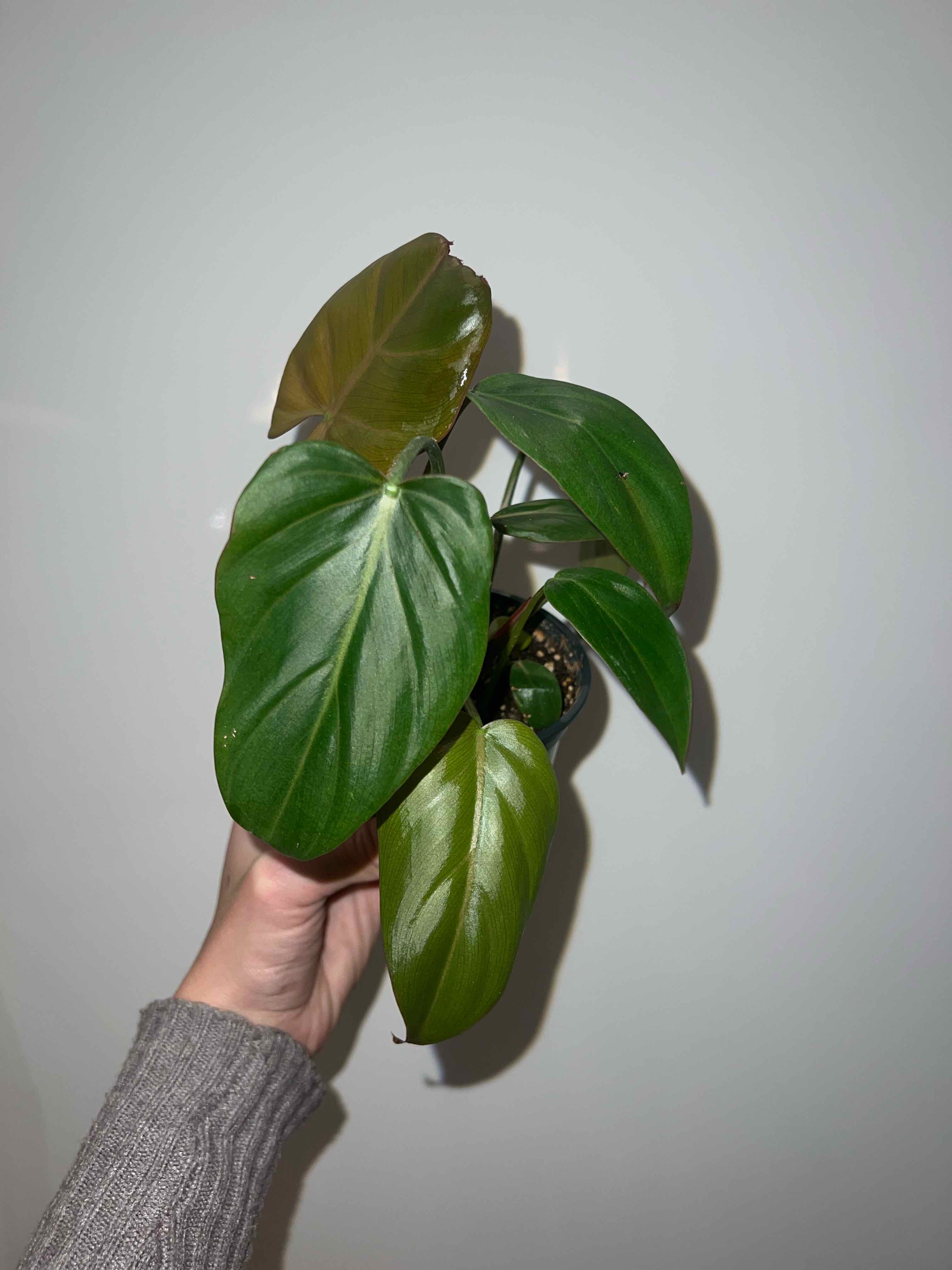 Philodendron 'Summer Glory' plant held by a hand, showing healthy green leaves.