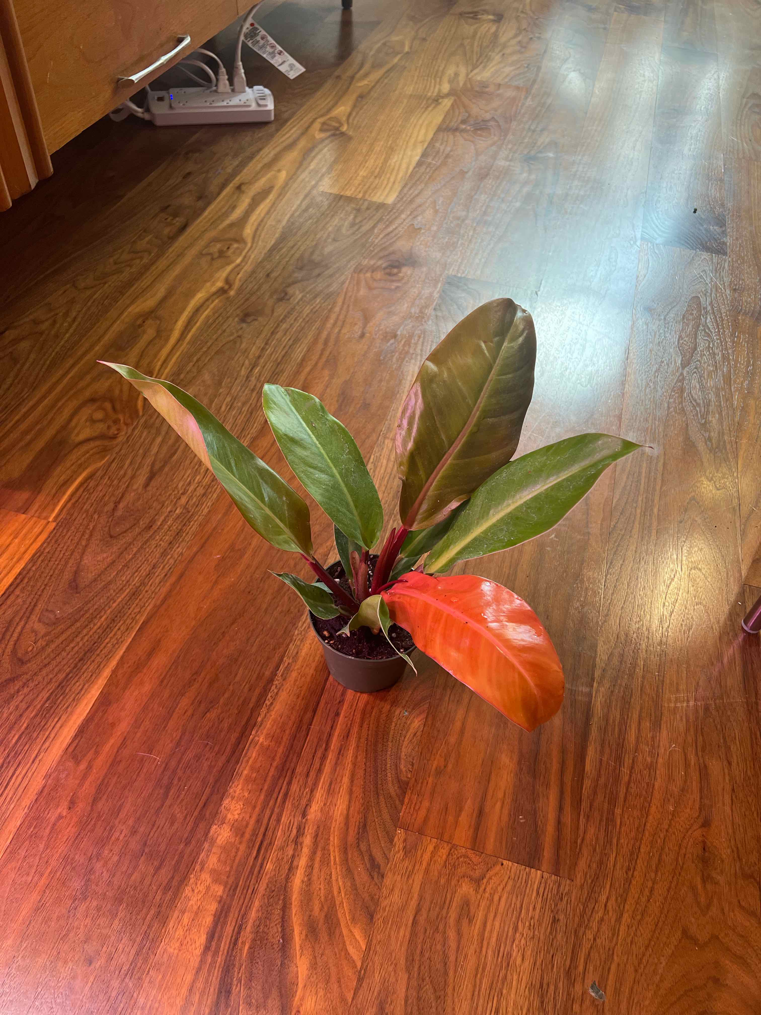 Philodendron Red Sun plant in a small pot on a wooden floor with vibrant green and red leaves.