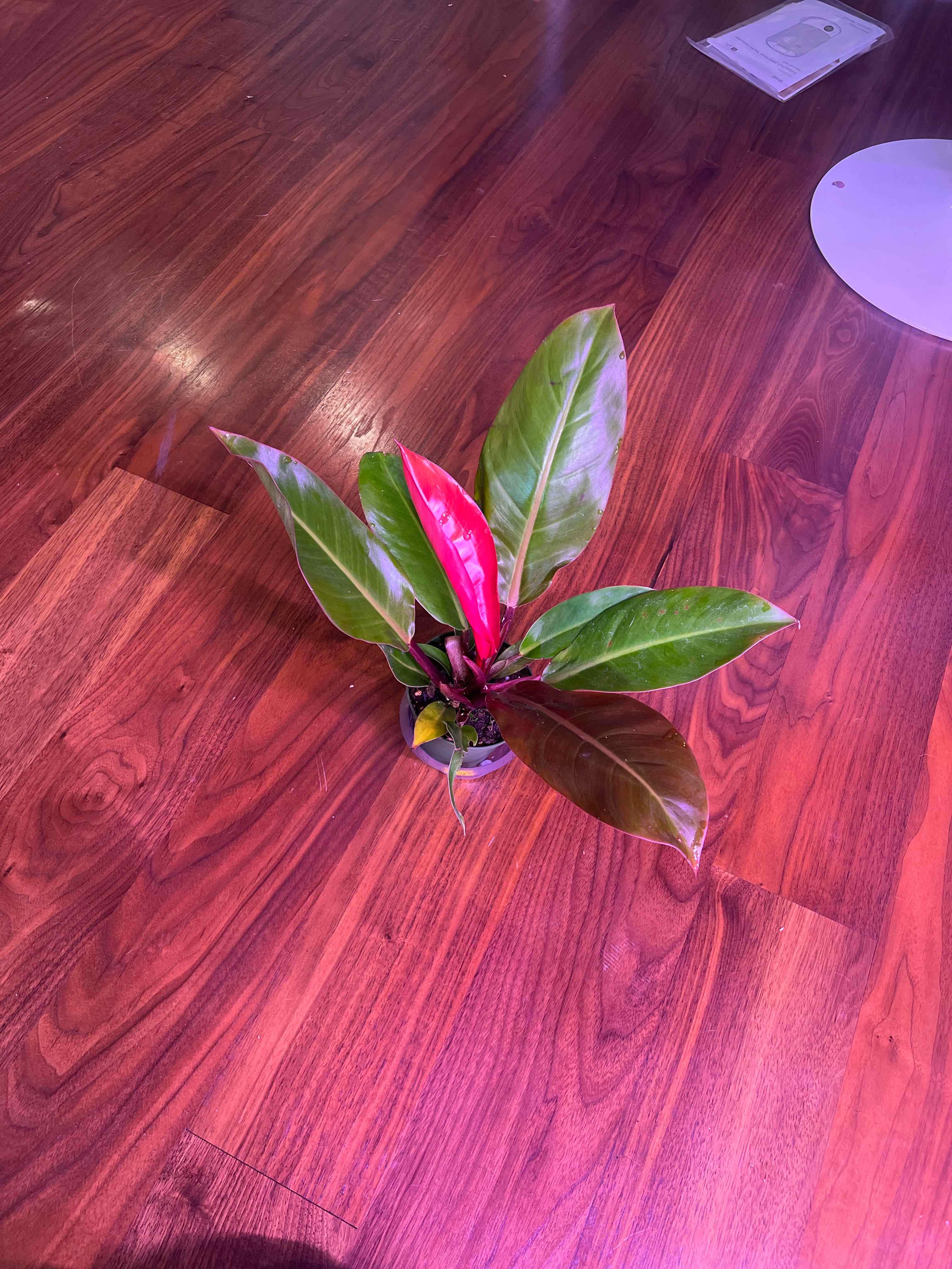 Philodendron Red Sun plant with vibrant red and green leaves on a wooden floor.