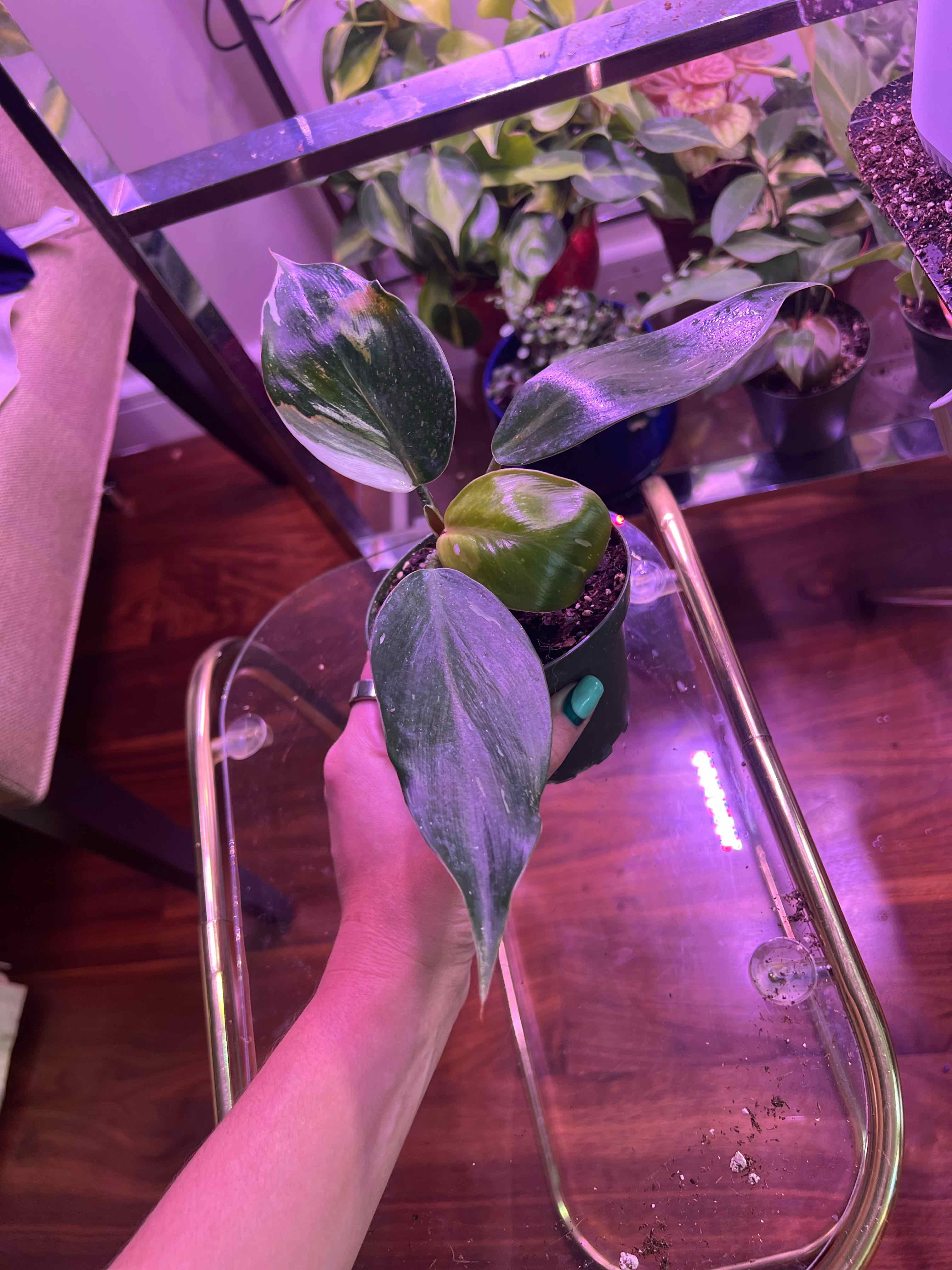 Why Are There Brown Spots on My White Knight Philodendron? 🤎