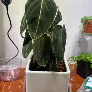 Black Gold Philodendron plant in New York, New York