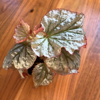 Looking Glass Cane Begonia plant in New York, New York