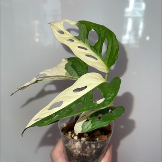 Monstera Adansonii Variegated plant in New York, New York