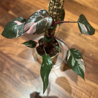 Pink Princess Philodendron plant in New York, New York