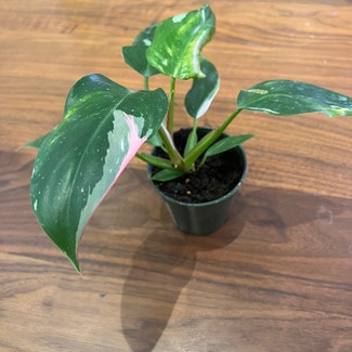 Philodendron 'White Princess' plant in New York, New York