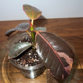 Ficus 'Ruby' plant in New York, New York