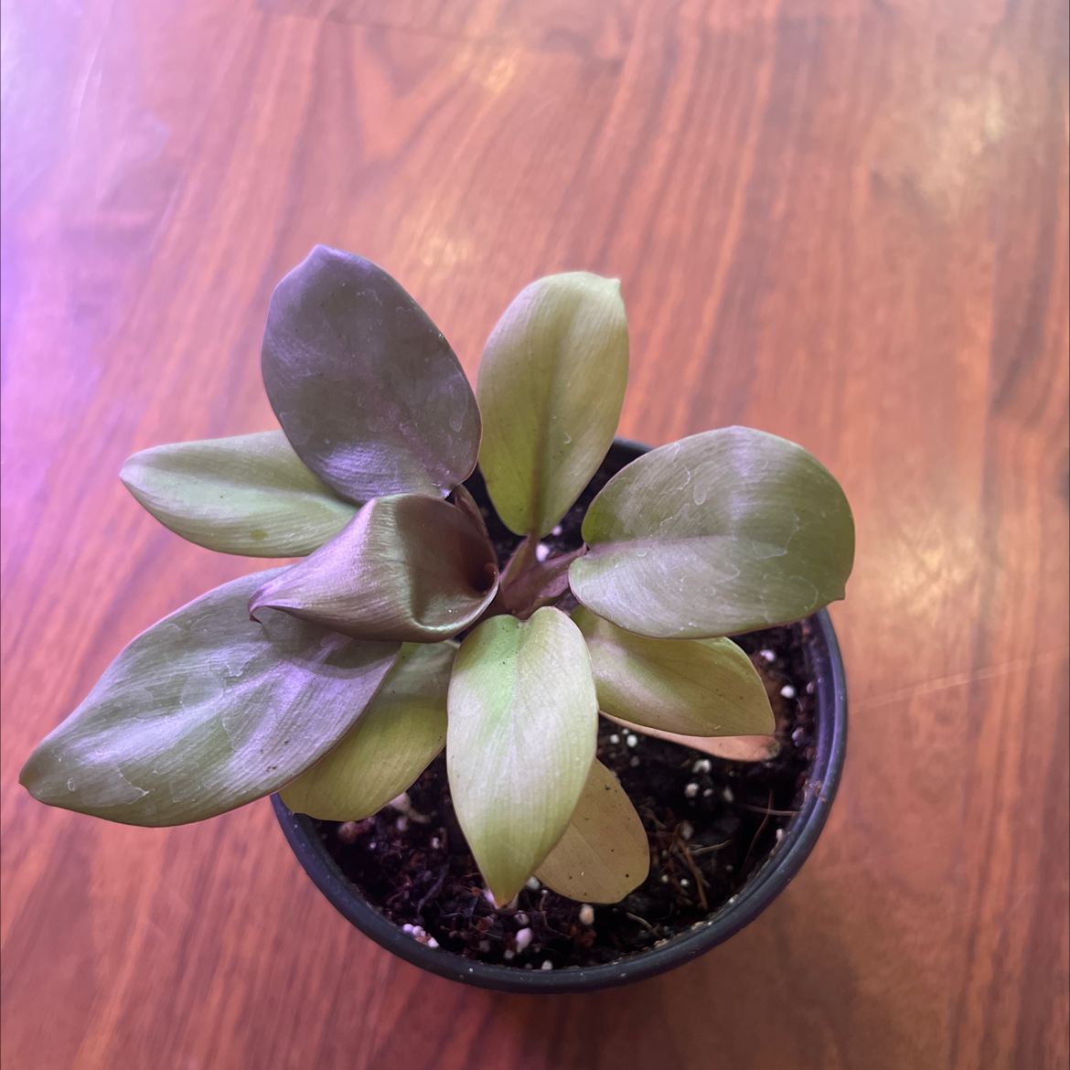 Photo of the plant species Philodendron erubescens 'Black Cardinal x Caramel' by @maggy named Caramel on Greg, the plant care app