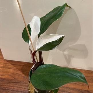White Knight Philodendron plant in New York, New York